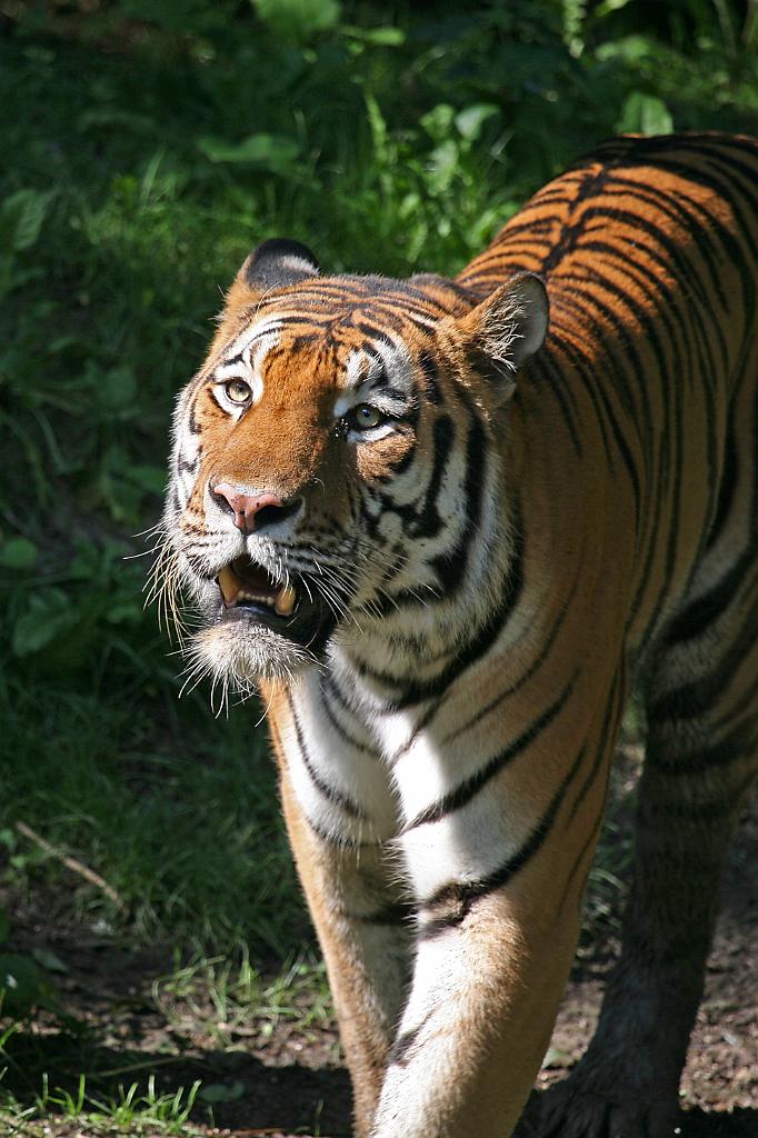 Zoo Schmiding 020.jpg